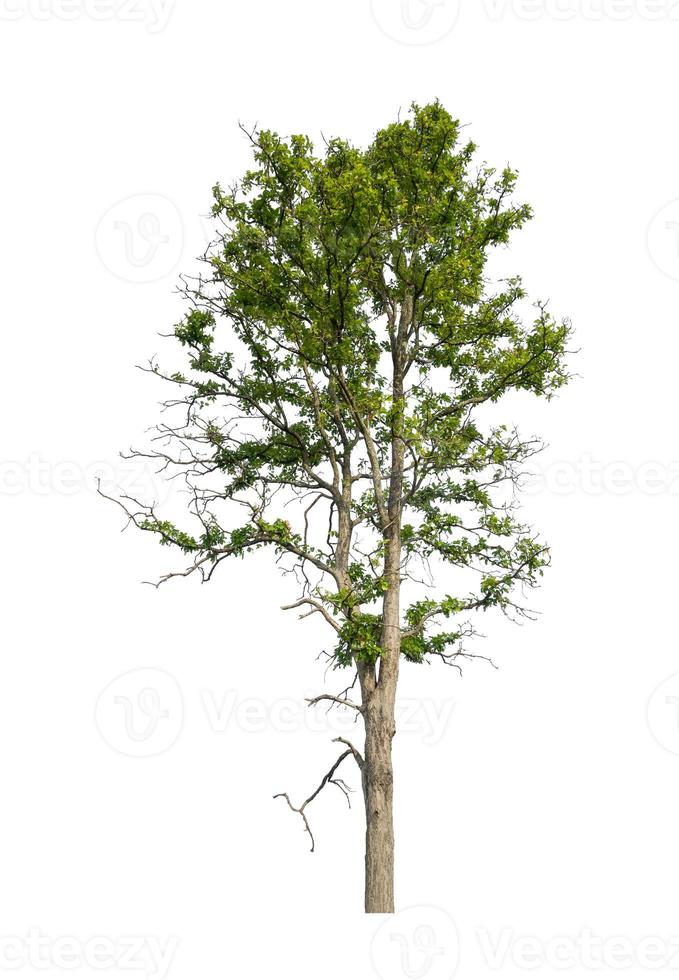 Trees that are isolated on a white background are suitable for both printing and web pages photo