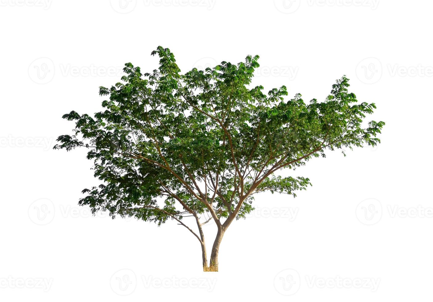 Trees that are isolated on a white background are suitable for both printing and web pages photo