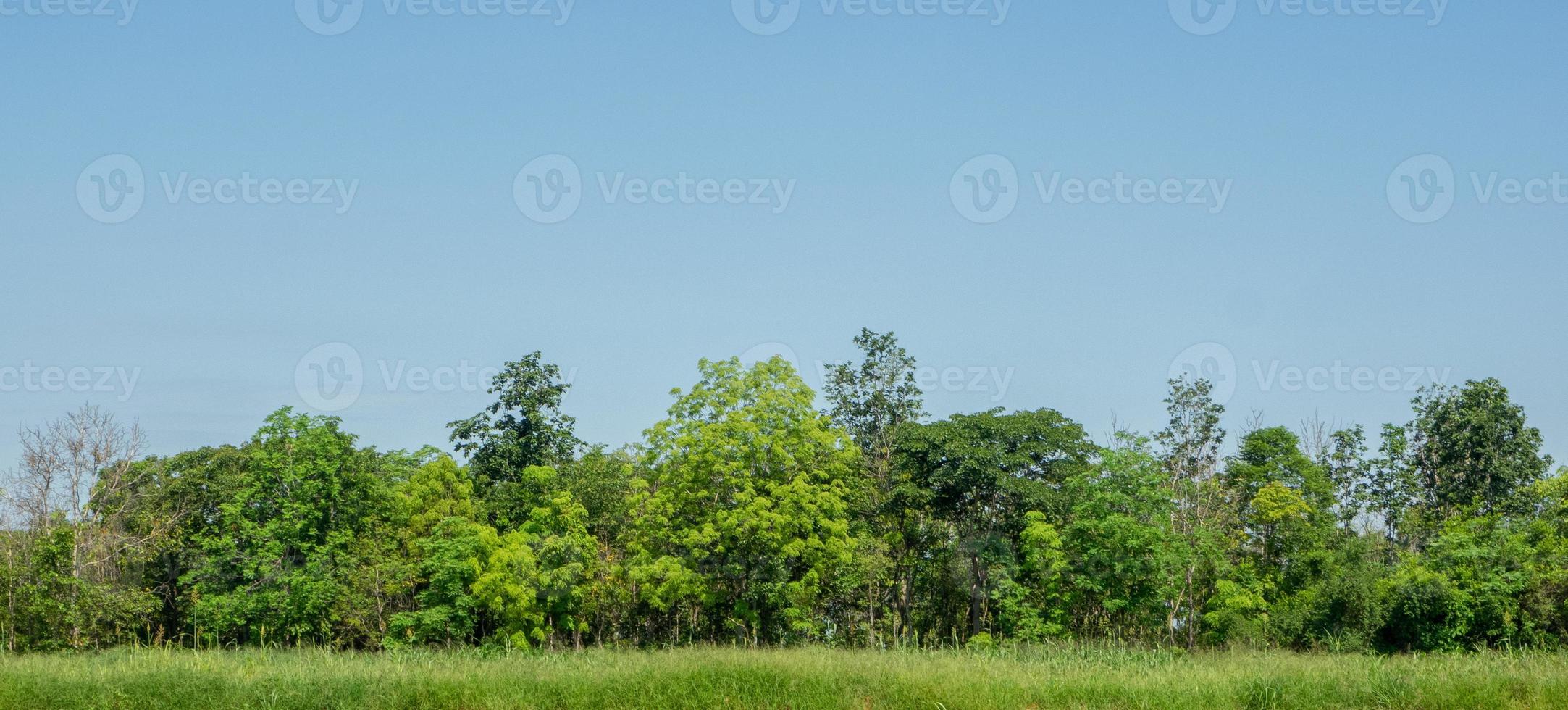 Forest and leaves in summer rows of trees and bushes photo