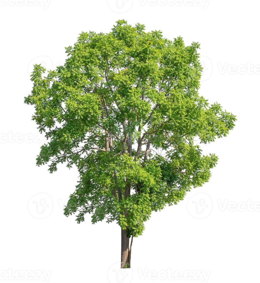 Tree that are isolated on a white background are suitable for both printing and web pages photo