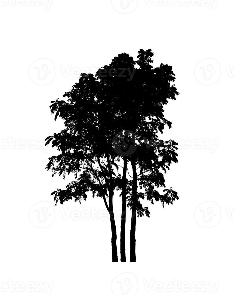 Isolated tree silhouette for brush on white background photo