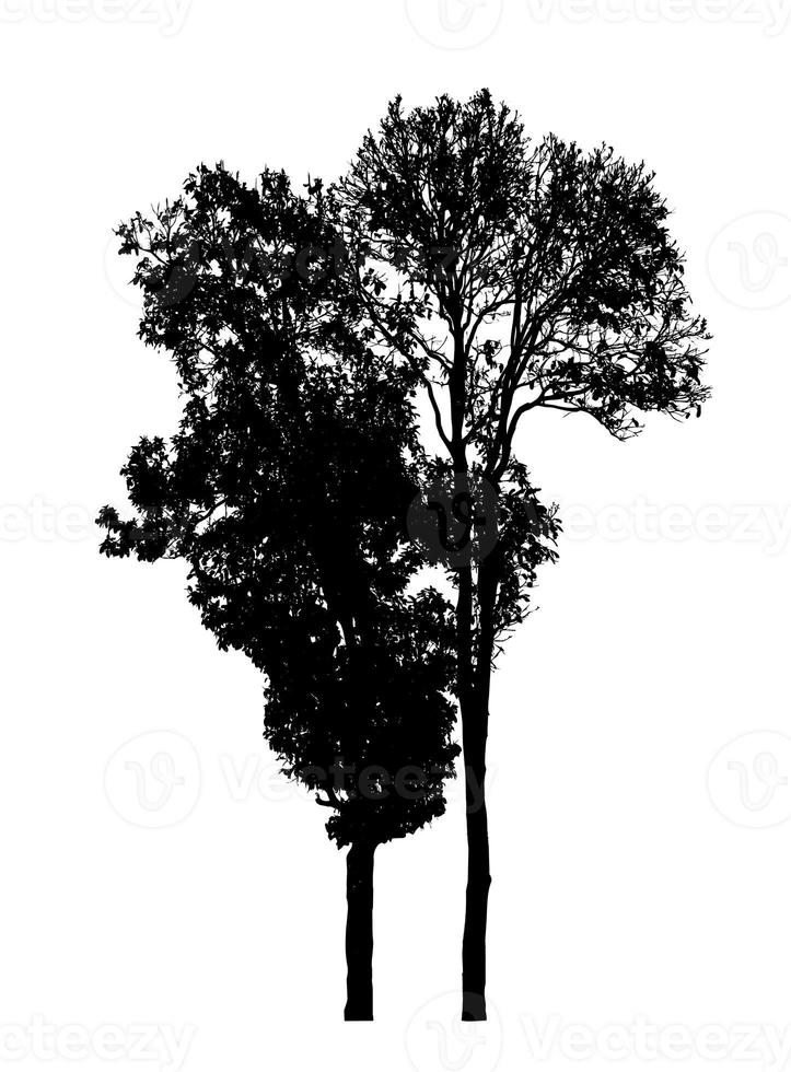 Tree silhouette for brush on white background photo