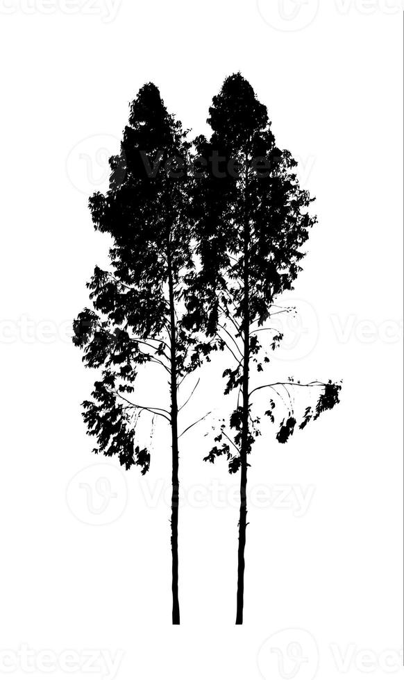 diseño de pincel de árbol de silueta sobre fondo blanco, pincel de ilustraciones de árbol real con ruta de recorte y canal alfa foto