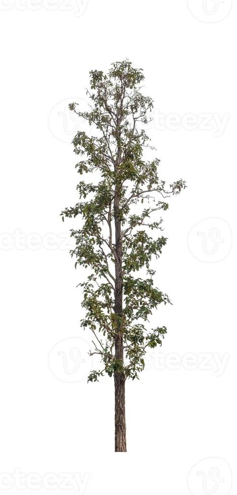 Tree that are isolated on a white background are suitable for both printing and web pages photo