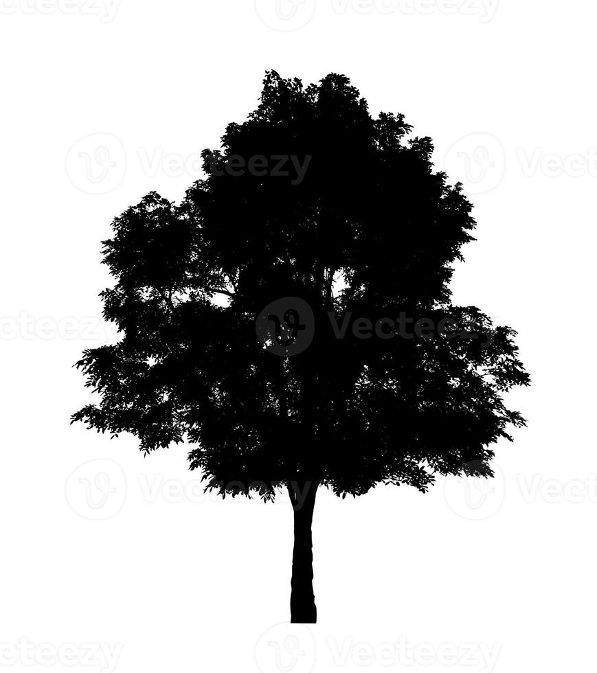 Tree silhouette for brush on white background photo