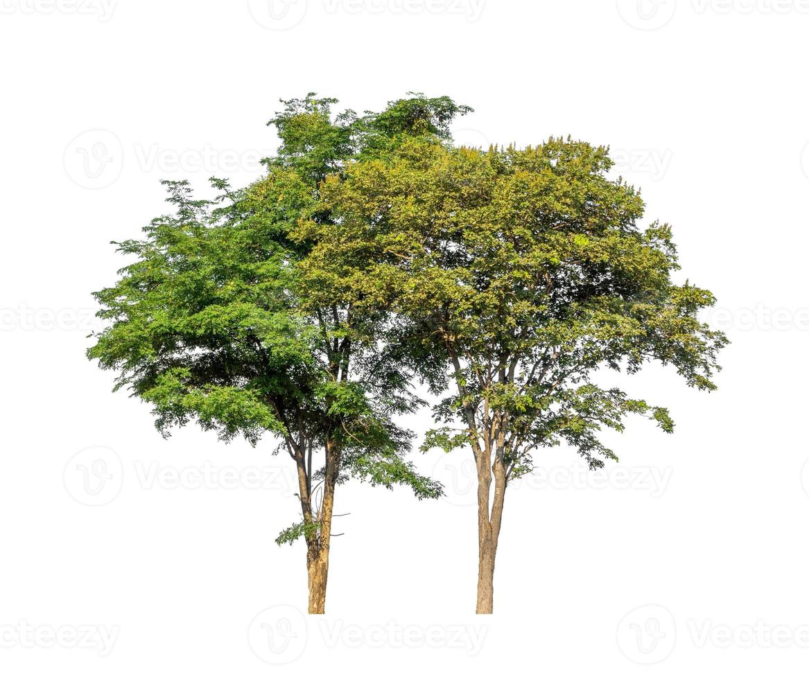 Trees that are isolated on a white background are suitable for both printing and web pages photo