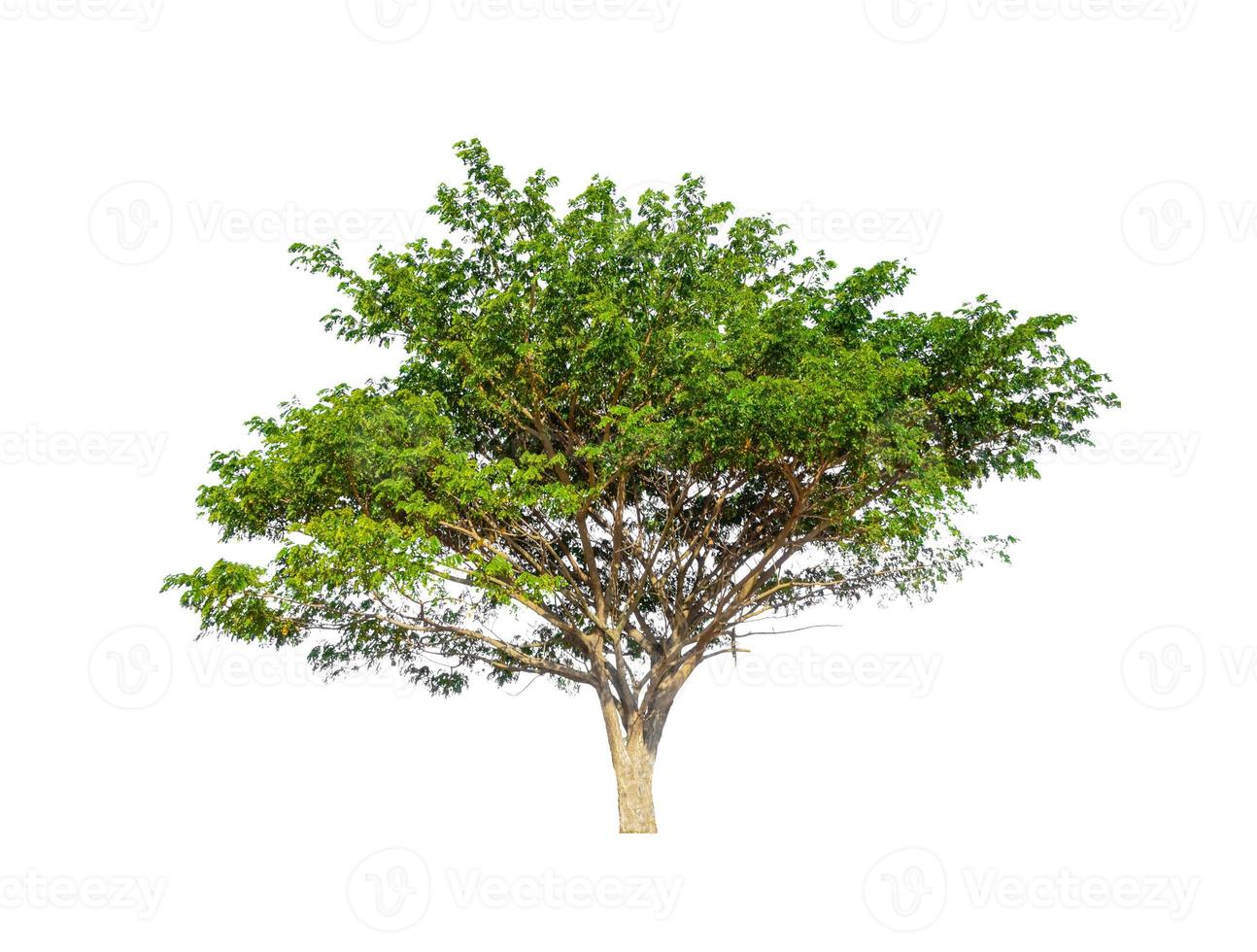 Trees that are isolated on a white background are suitable for both printing and web pages photo