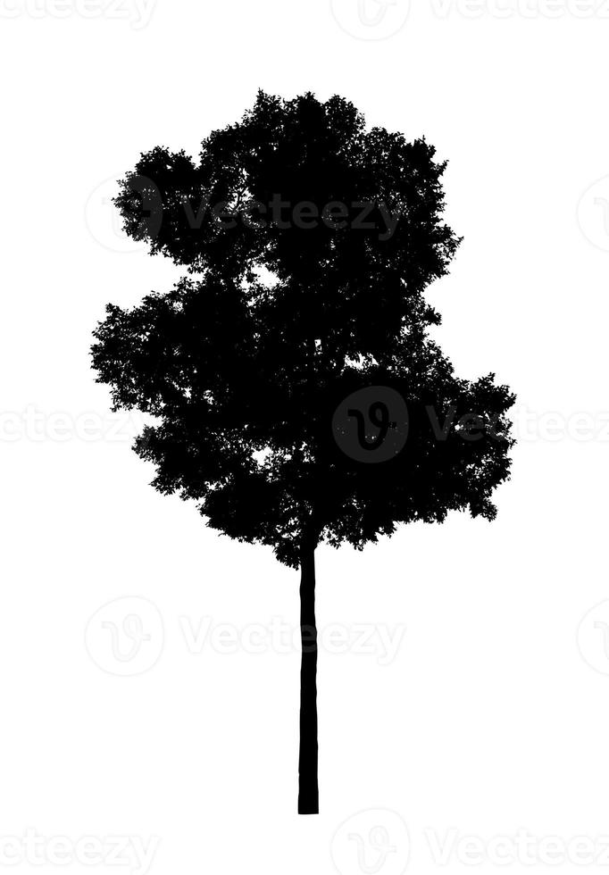 Tree silhouette for brush on white background photo