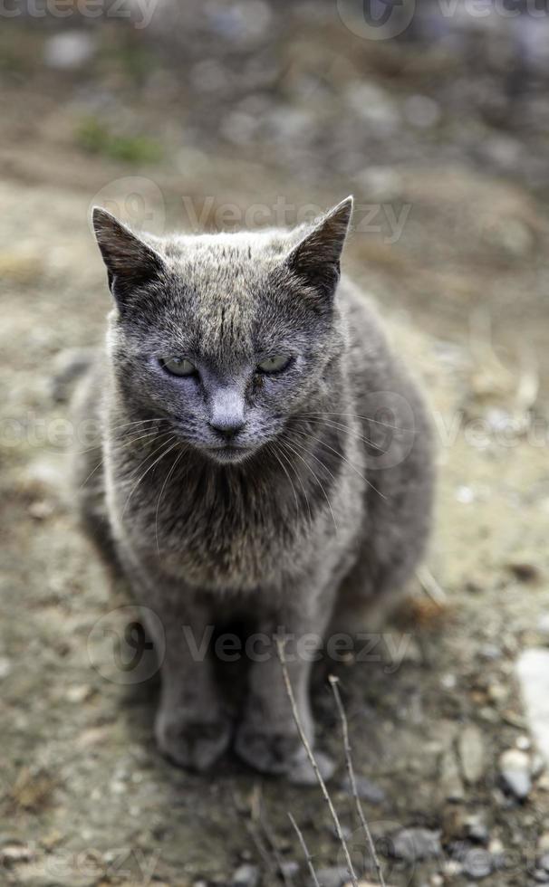 gato ruso azul en la calle foto