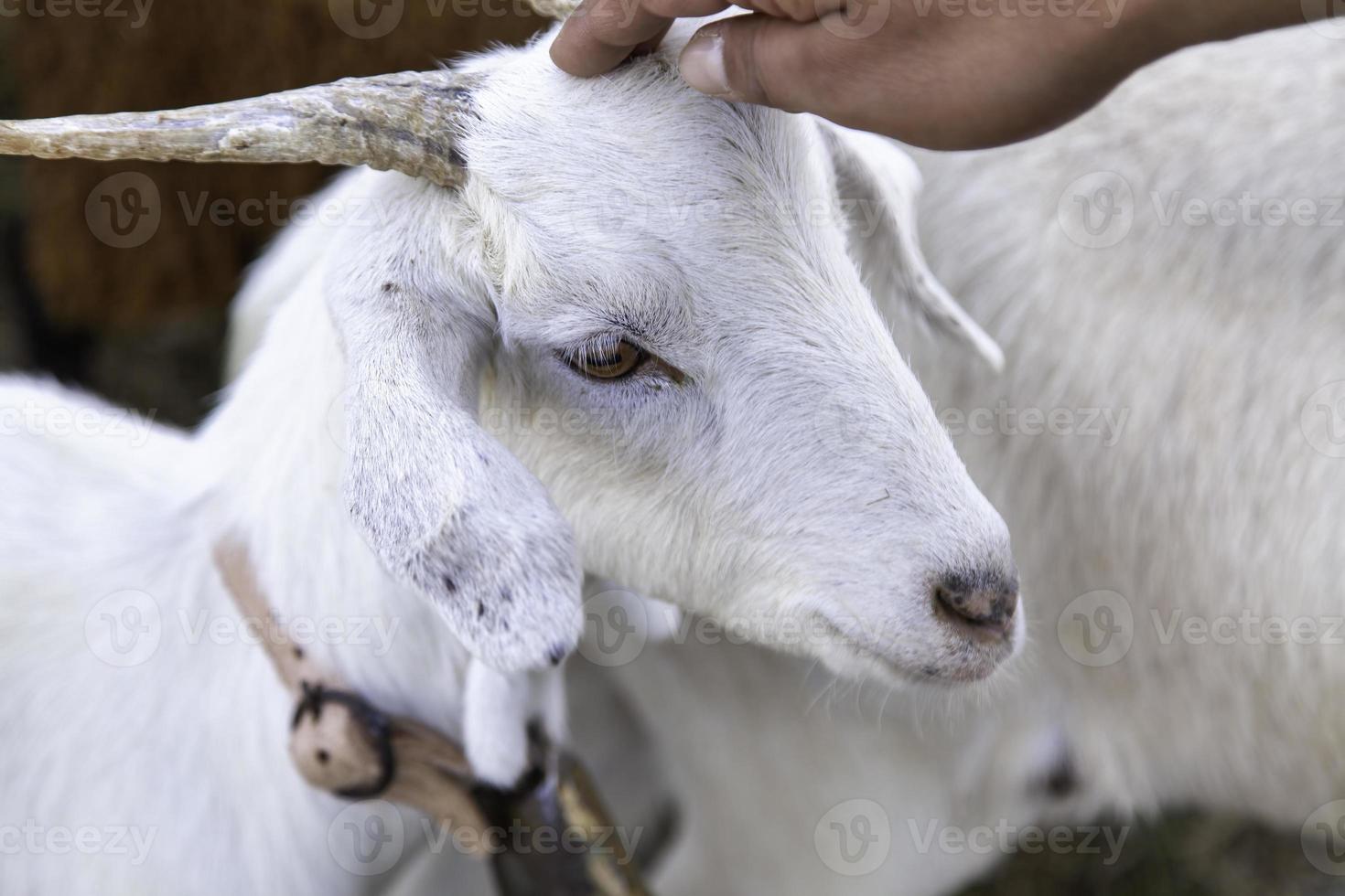 Young horned goat on a farm photo
