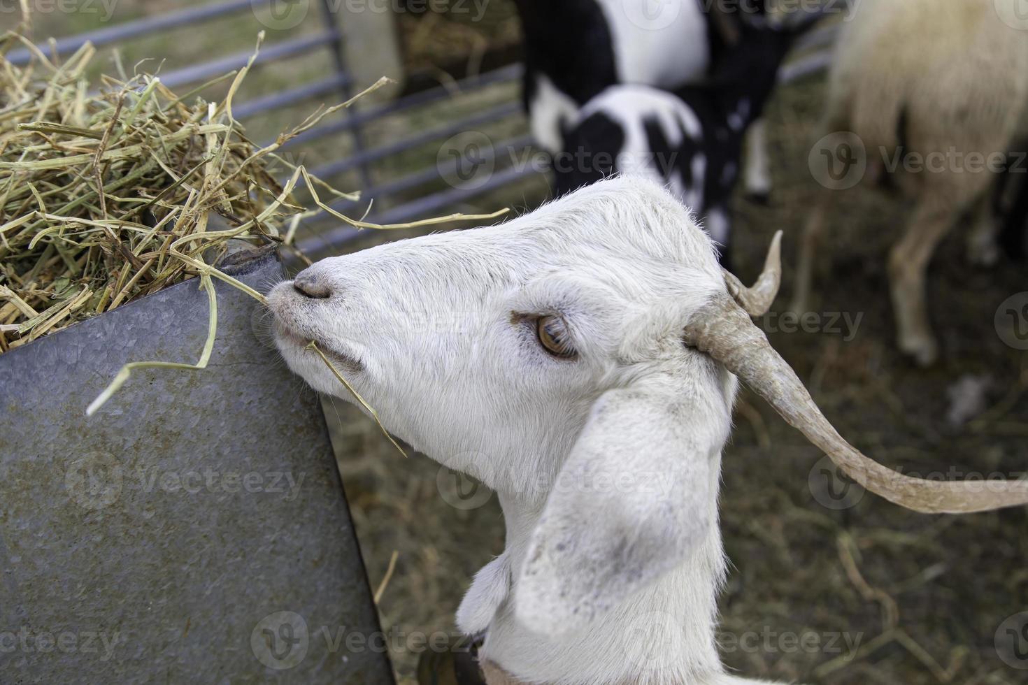 cabra con cuernos joven en una granja foto