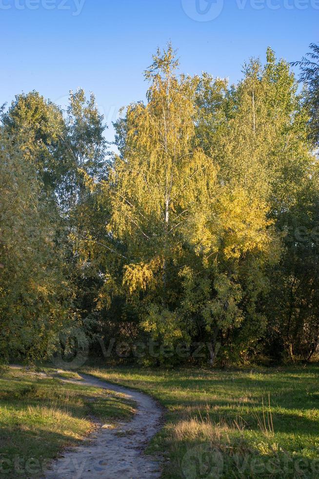 Autumn forest road and tree with blurred background. photo