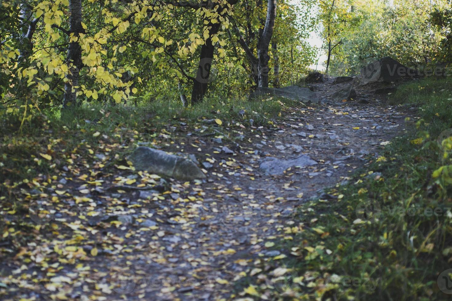 Autumn forest road and tree with blurred background. photo