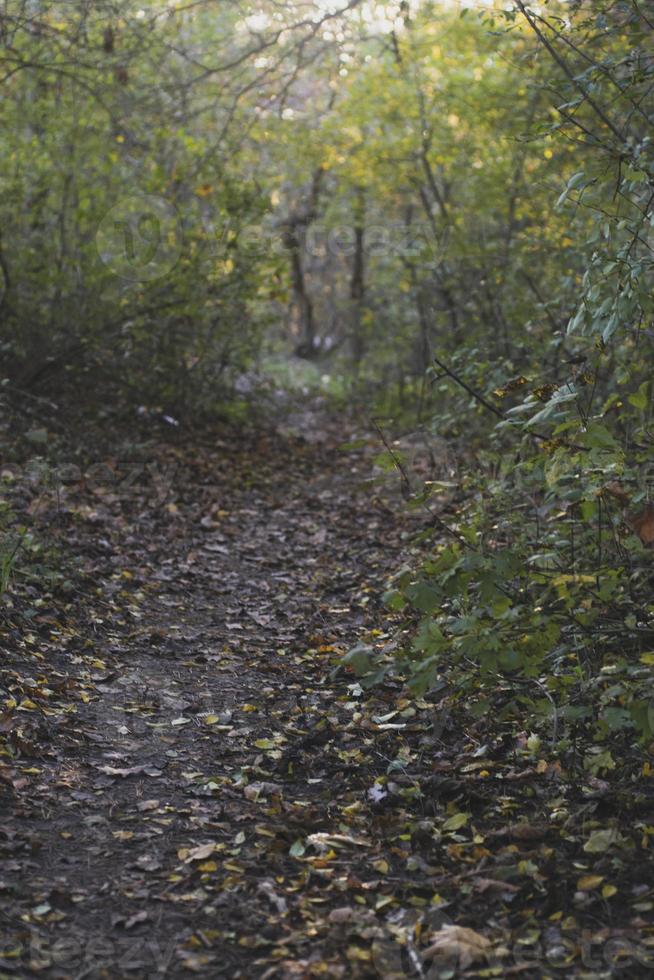 Autumn forest road and tree with blurred background. photo