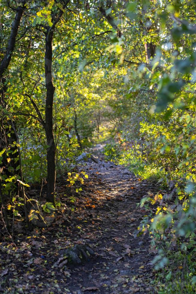 Autumn forest road and tree with blurred background. photo