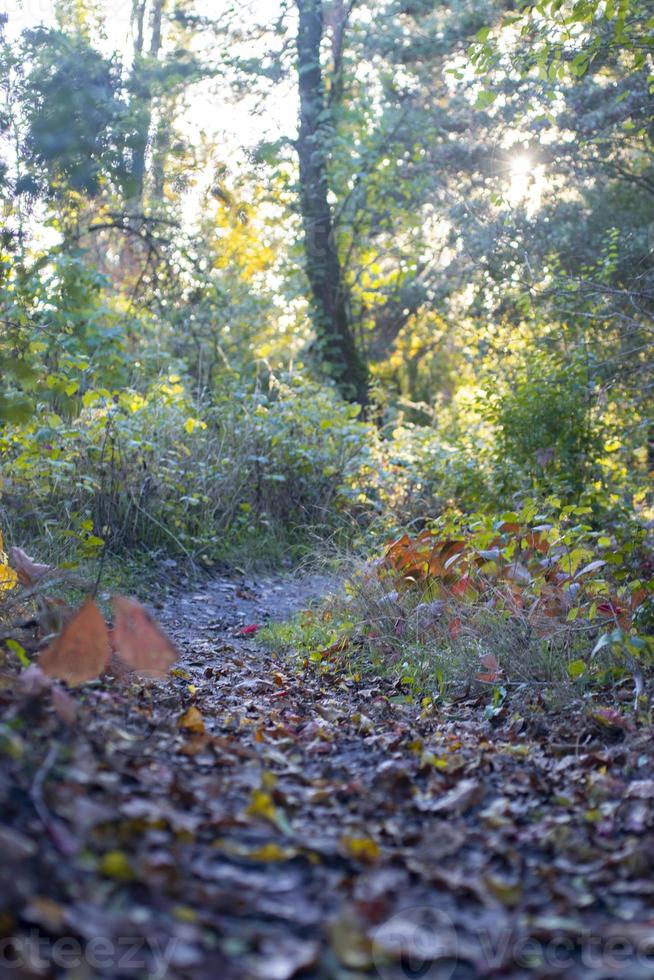 Autumn forest road and tree with blurred background. photo