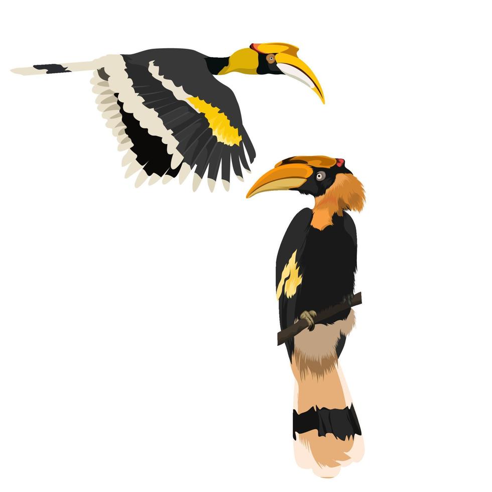 Two Great Hornbill bird vector