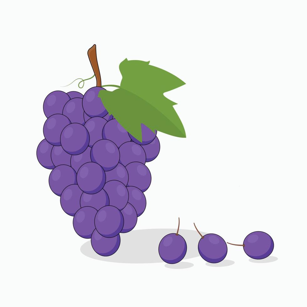 uvas negras con ilustración de vector de hoja