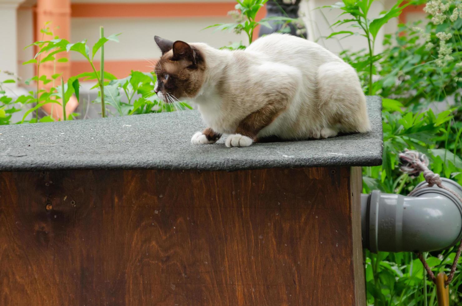 a cat on the street walks and climbs on rooftops photo