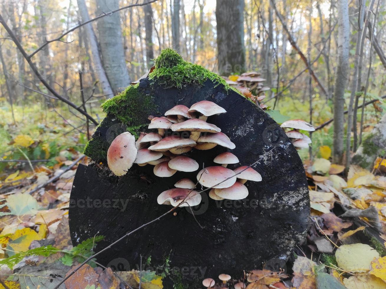 mushrooms on a tree in the forest, forest nature photo