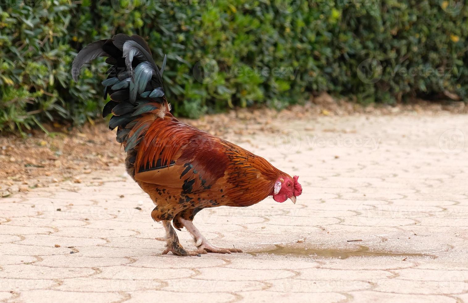 Beautiful Colorful roosters of domestic hens in a small backyard farm in the countryside. The rooster drinks water from a puddle. photo