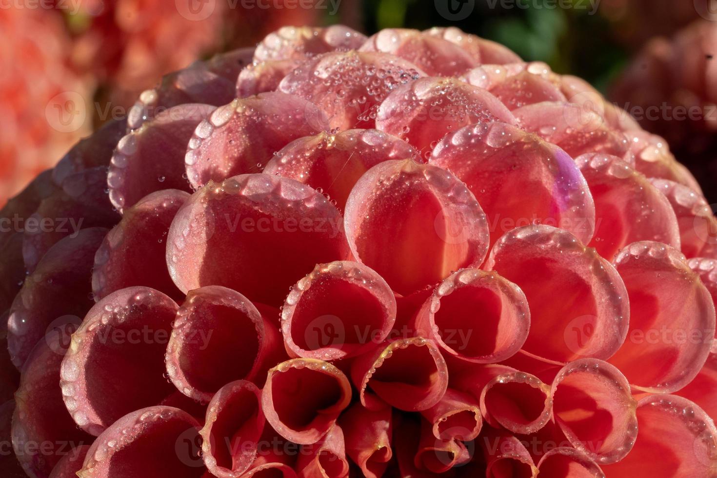 a blooming dahlia in autumn photo
