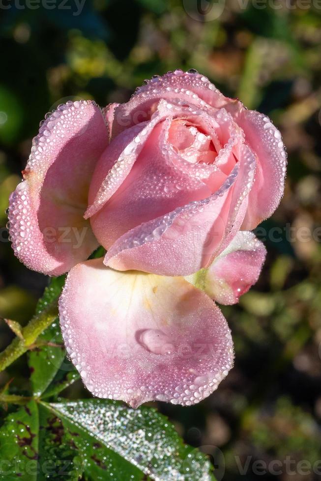 pink rose with water drops photo