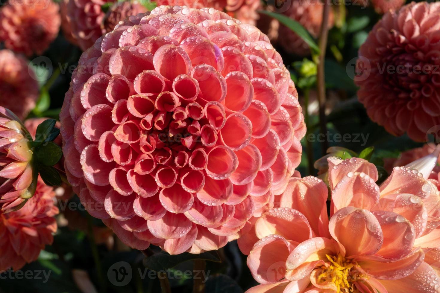 a blooming dahlia in autumn photo