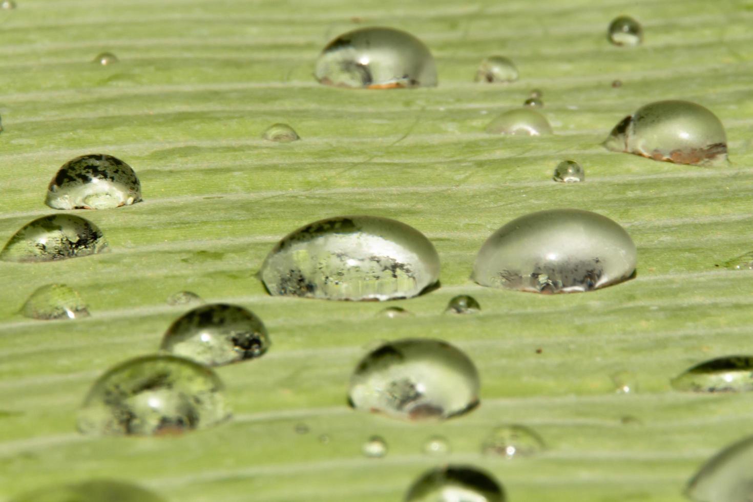 Water beads and water droplets settled on green leaves with white skin