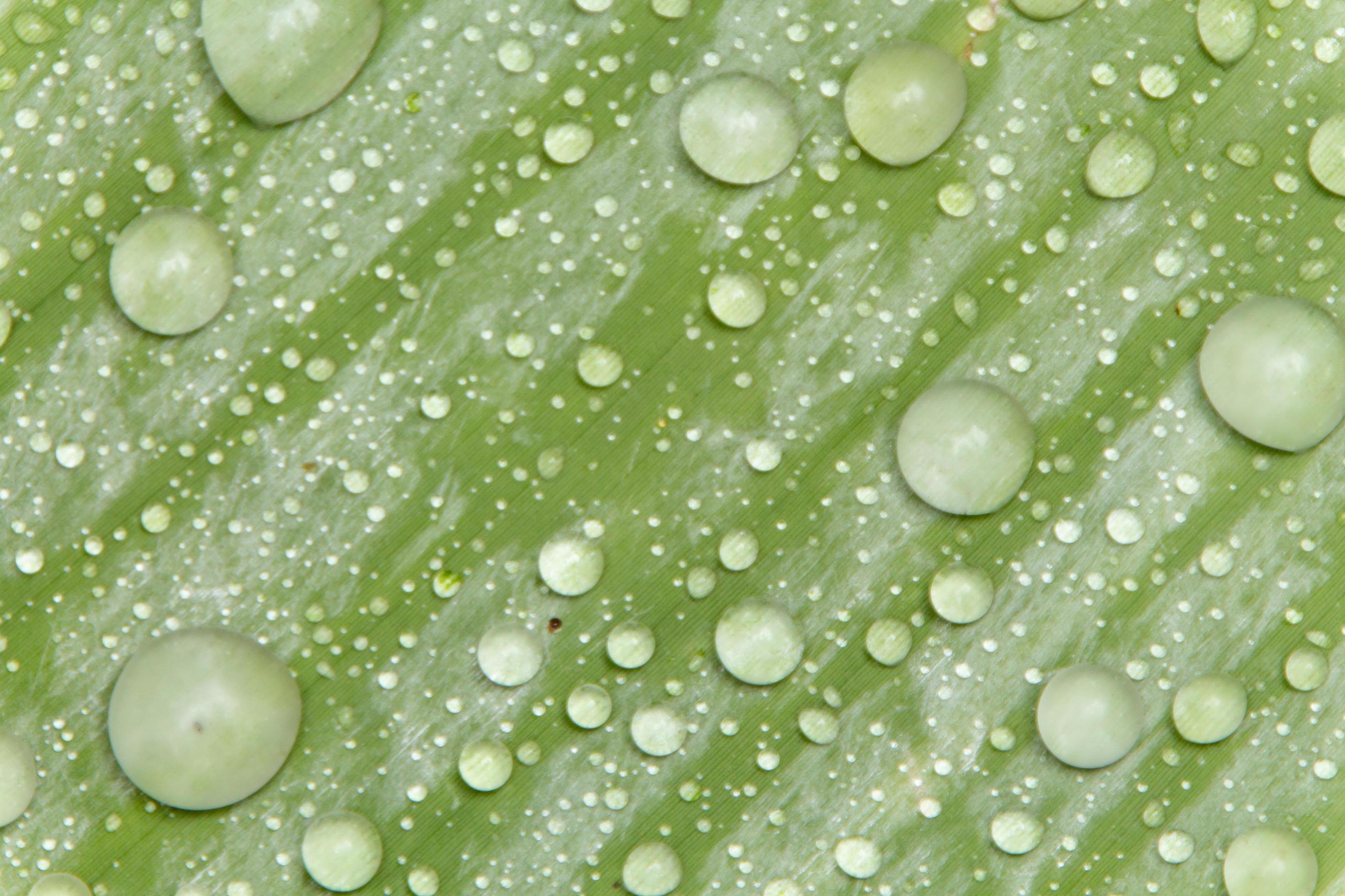 water-beads-and-water-droplets-settled-on-green-leaves-with-white-skin