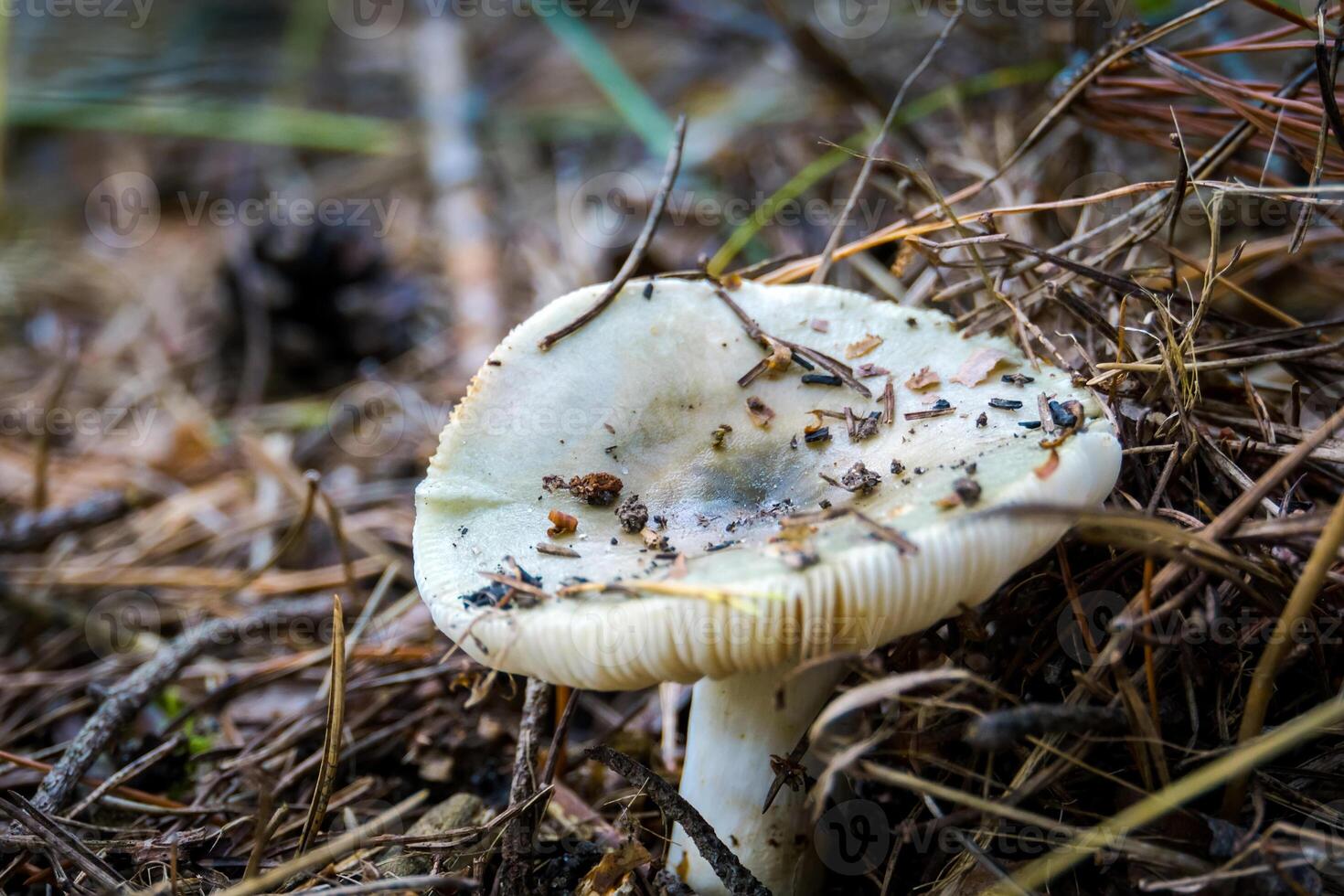 White cap mushroom 13246448 Stock Photo at Vecteezy
