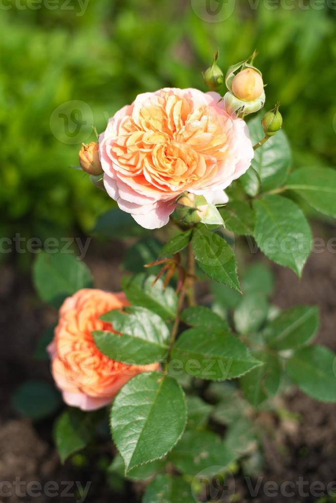 nostálgica rosa de té híbrida chippendale. hermoso arbusto de rosas amarillas en un jardín de verano. jardín de rosas. foto