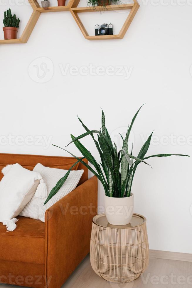 A potted Sansevier houseplant stands near the sofa on the nightstand in the Scandinavian-style living room interior photo