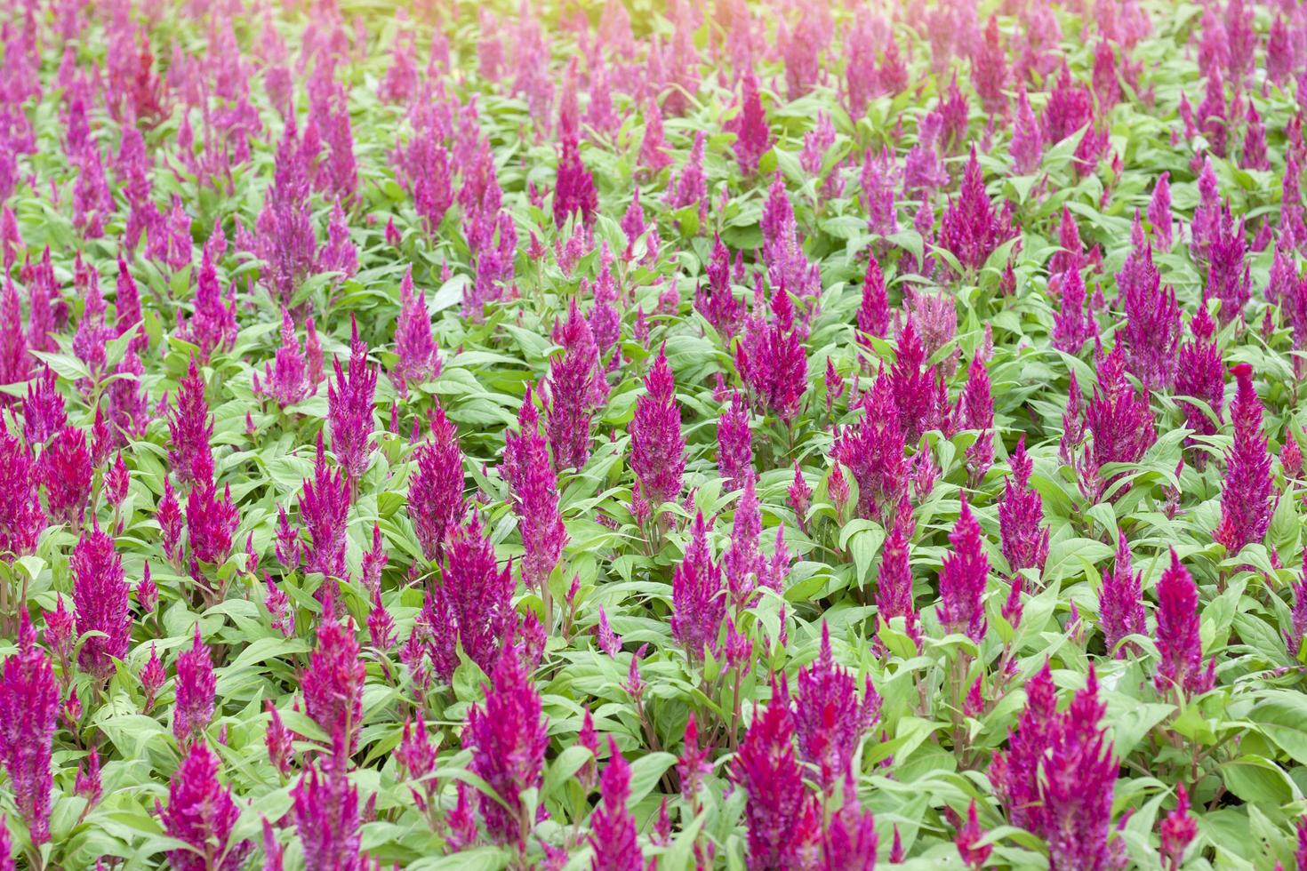 Pink Celosia Plumosa, Castle Series, cockscomb or hornbill with sunlight in garden on nature background. photo