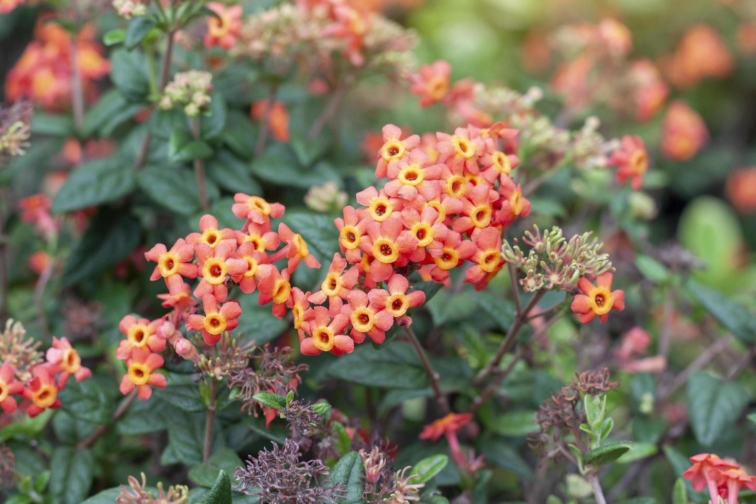 Orange rondeletia odorata or fragrant panama rose flower bloom with sunlight in the garden on blur nature background. photo