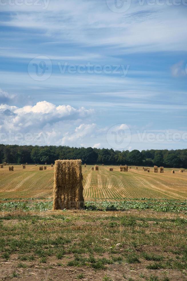 fardos de paja en un campo de trigo cosechado. suministro de alimentos. agricultura para alimentar a la humanidad foto