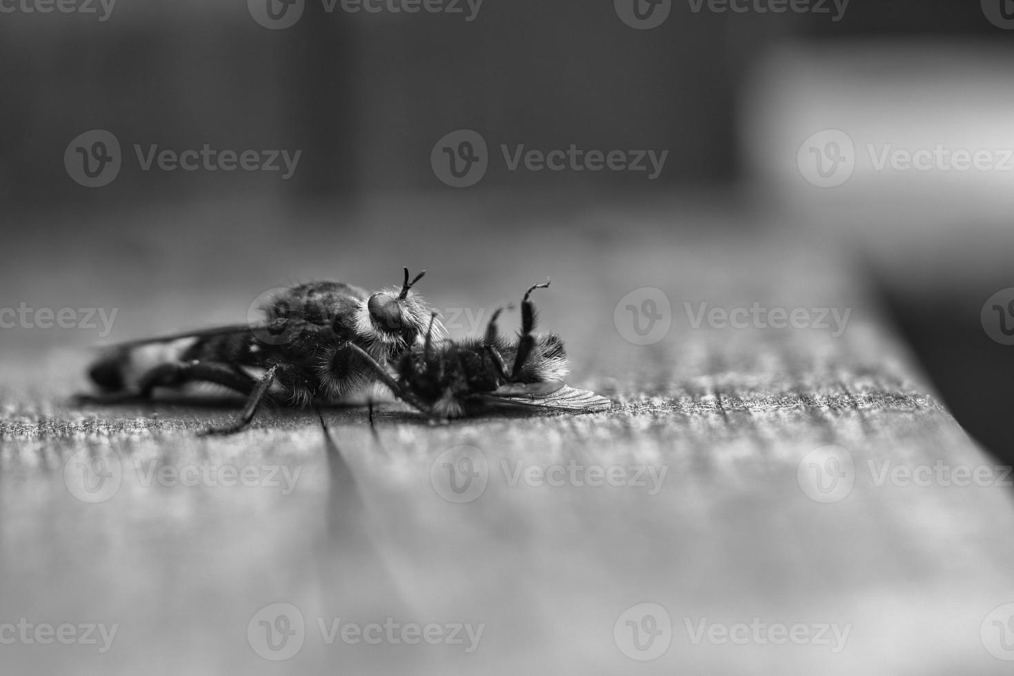 mosca asesina amarilla o mosca ladrona como imagen en blanco y negro con un abejorro como presa foto