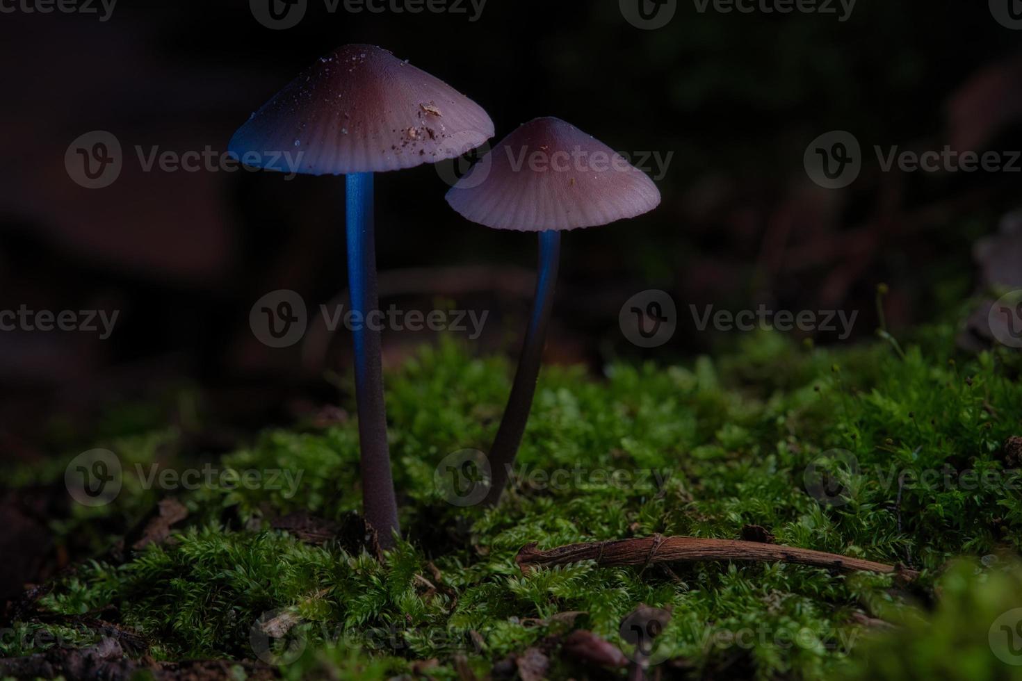 two filigree small mushrooms on moss with light spot in forest. Forest floor photo