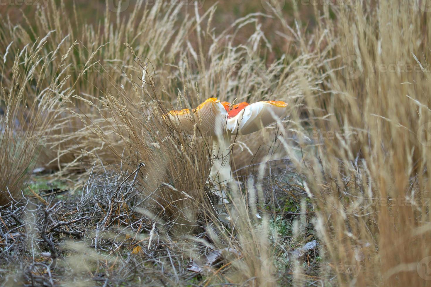 Toadstool, blurry and dreamy, in the grass in the forest. Poisonous mushroom. photo