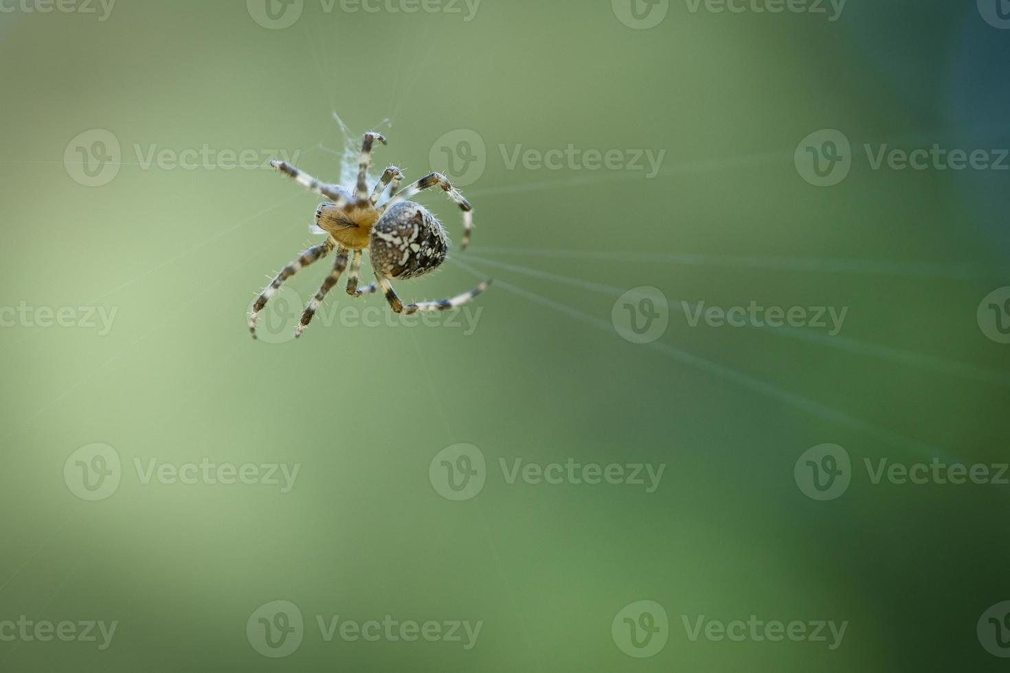 araña cruzada en una telaraña, al acecho de presas. fondo borroso foto