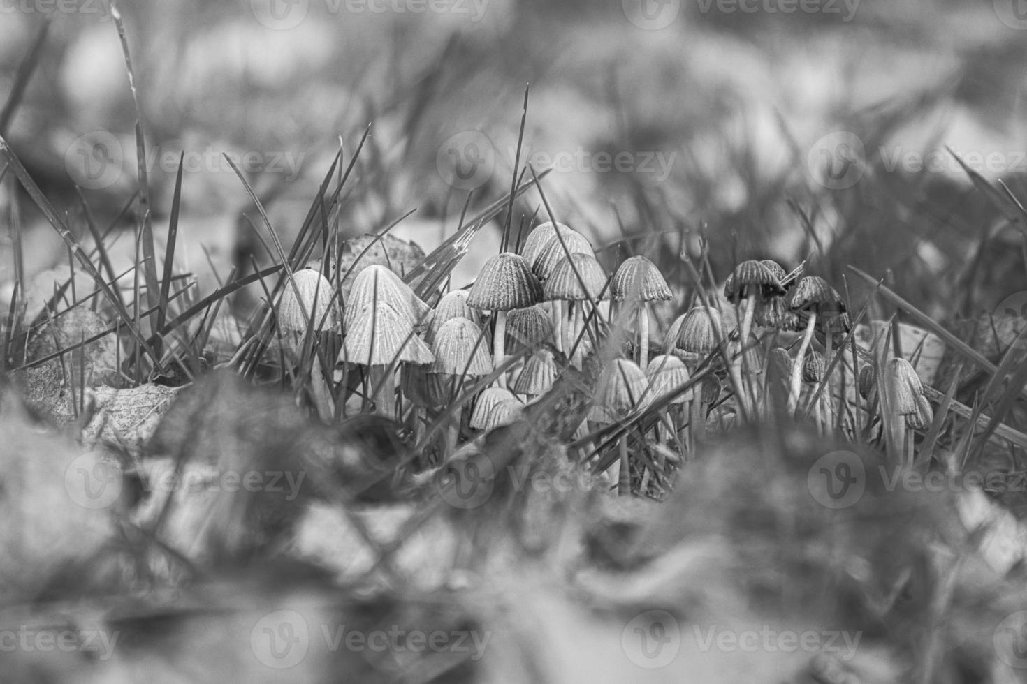 A group of filigree small mushrooms, taken in black and white, on the forest floor photo