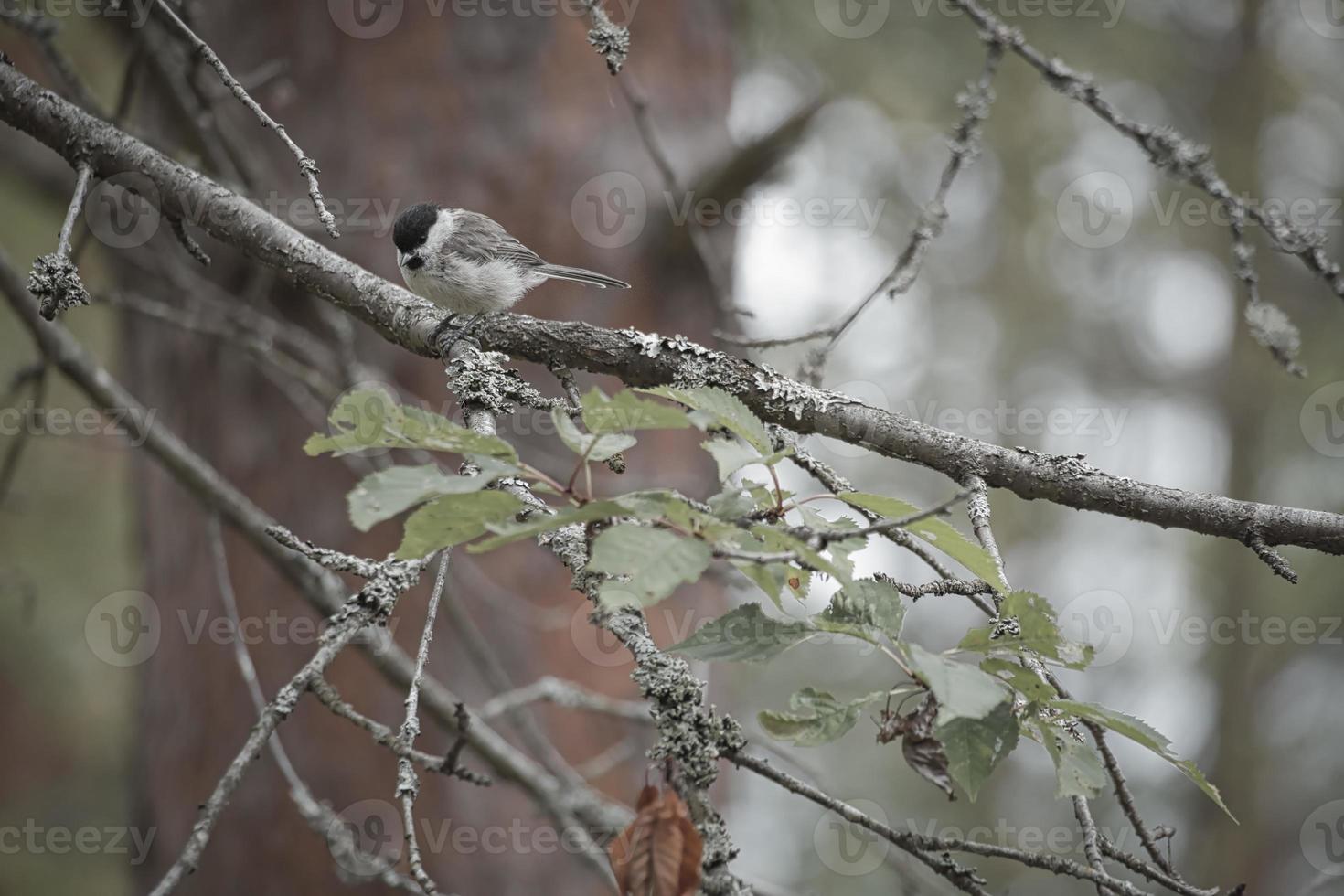 carbonero sentado en un árbol en una rama. animales salvajes buscando alimento. tiro de animal foto