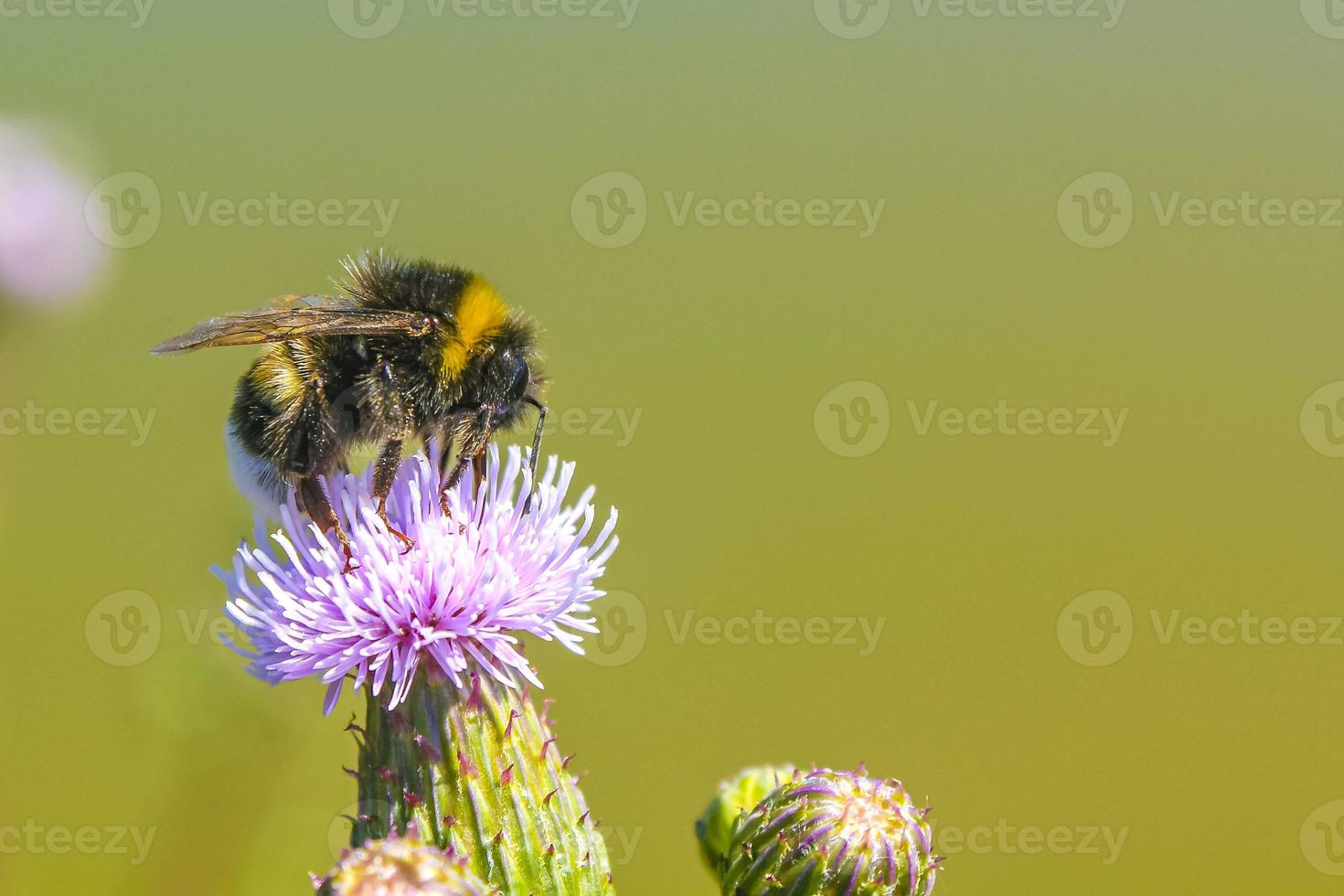 Bees bumblebees and wasps fly in purple pink flowers blossoms. photo