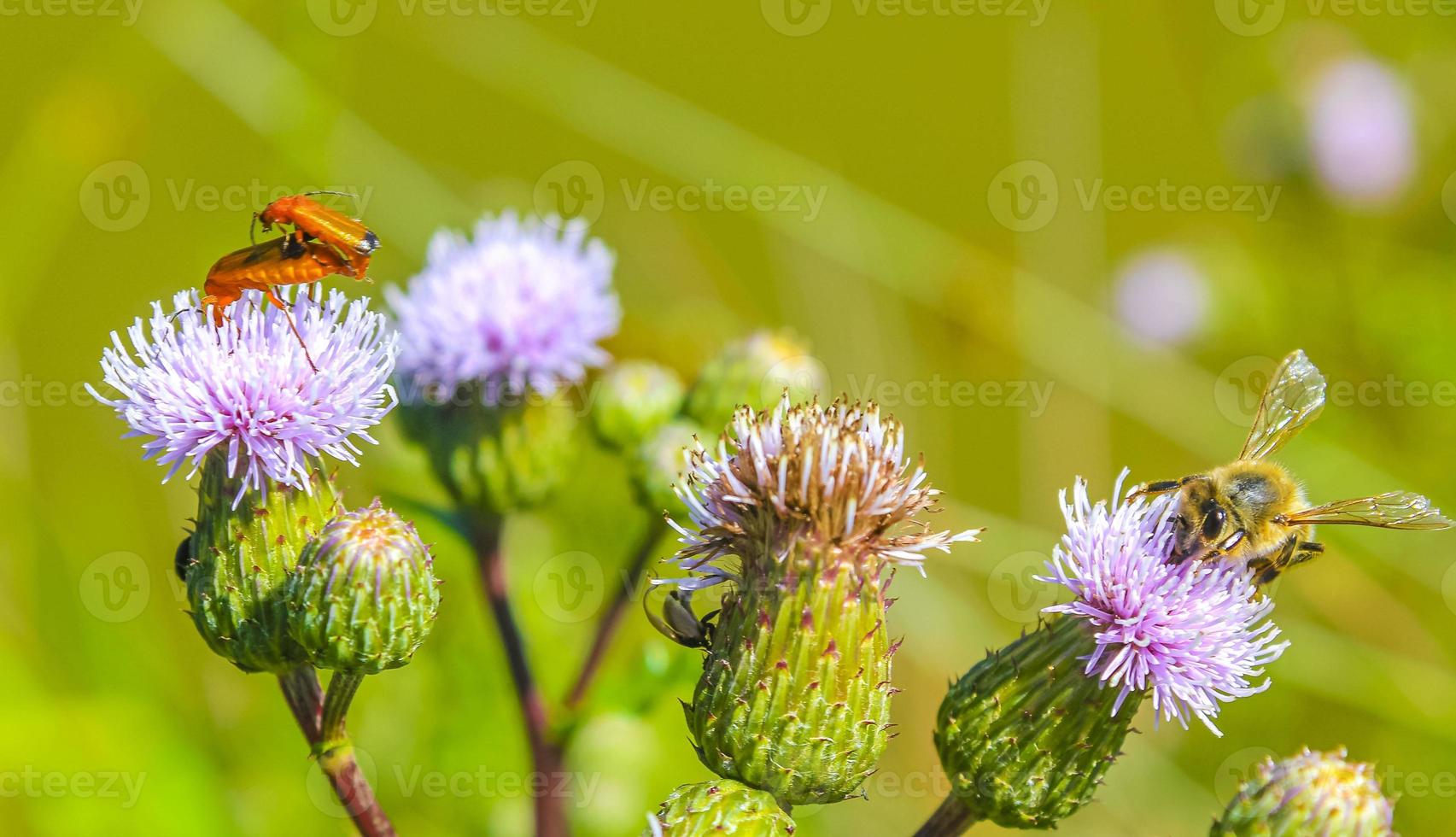 escarabajos marrones anaranjados rojos en las flores de las plantas en alemania. foto