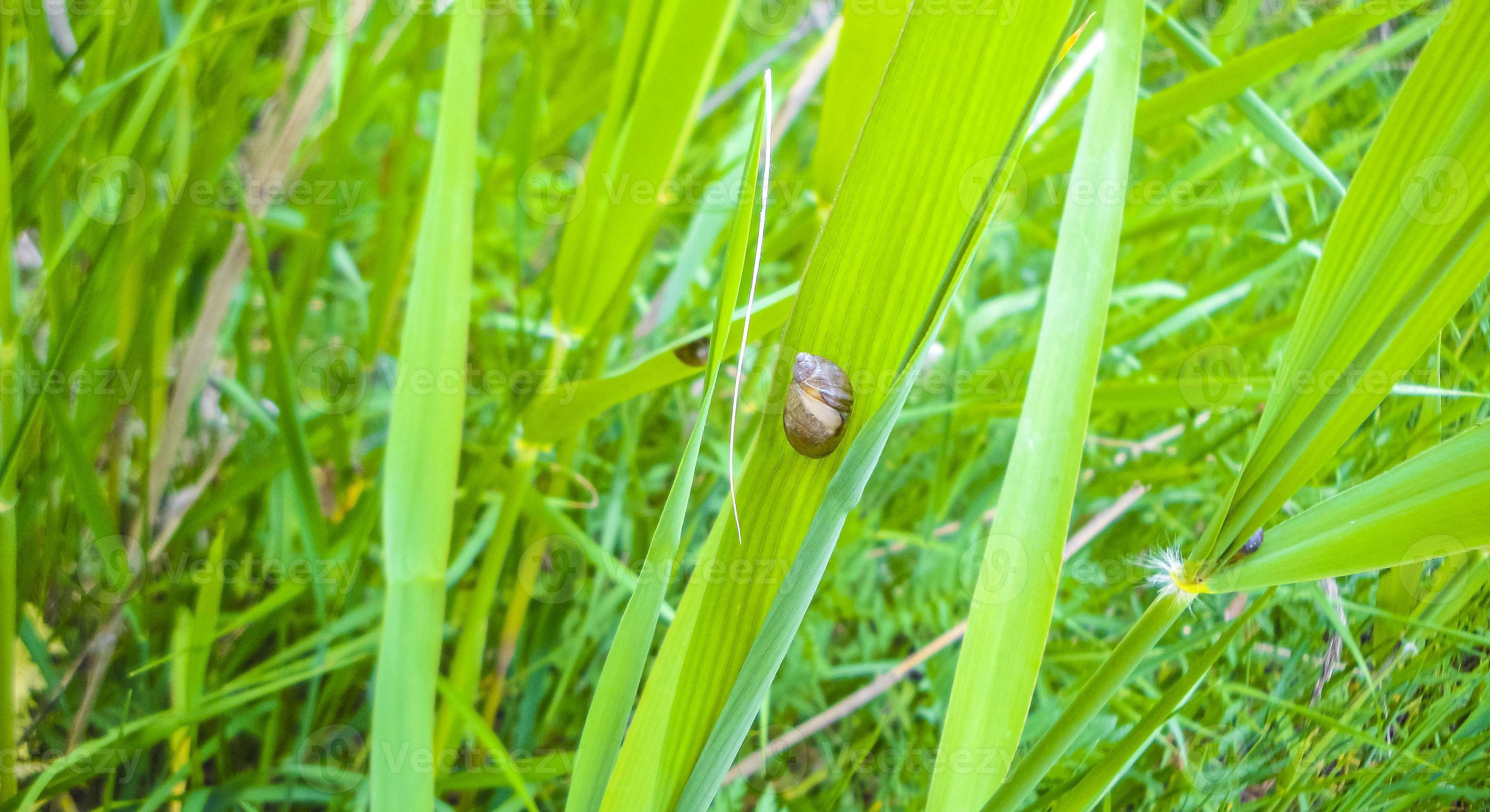 Snail on green plants moss grasses on forest floor Germany. 13247880