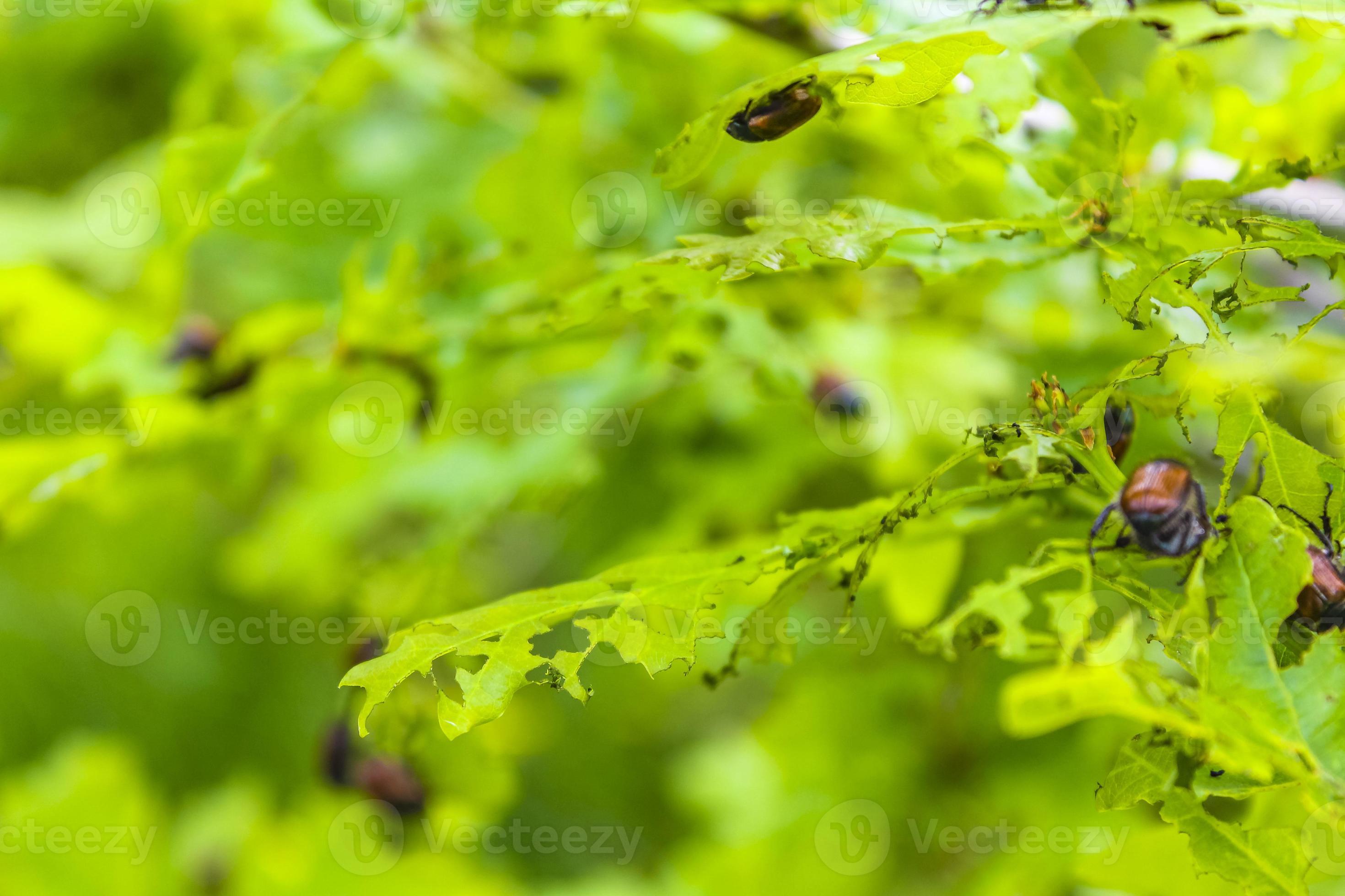 Many cockchafer may bugs at once in nature in Germany. 13247896 Stock