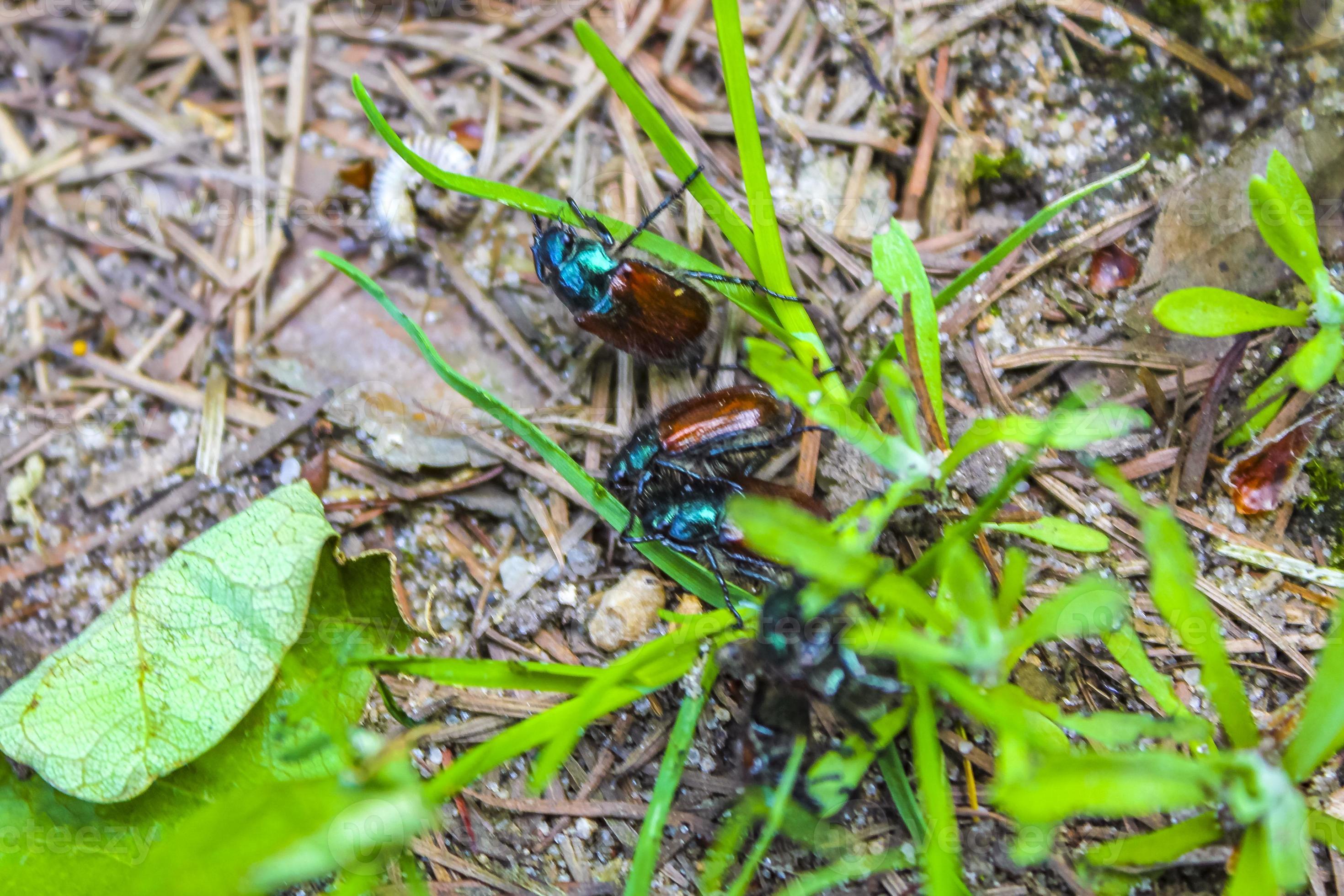 Many cockchafer may bugs at once in nature in Germany. 13247900 Stock