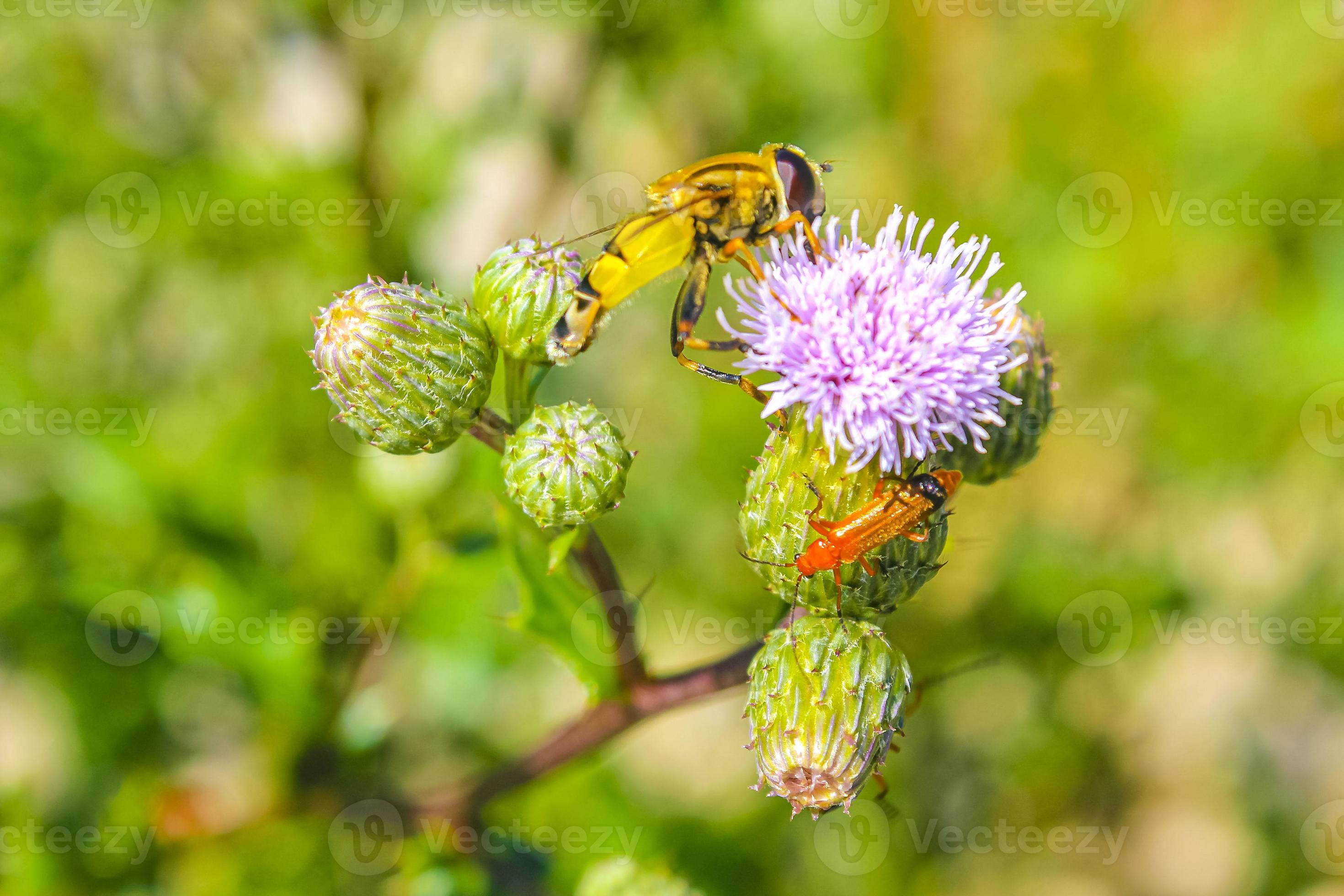 Bees bumblebees and wasps fly in purple pink flowers blossoms. 13248185