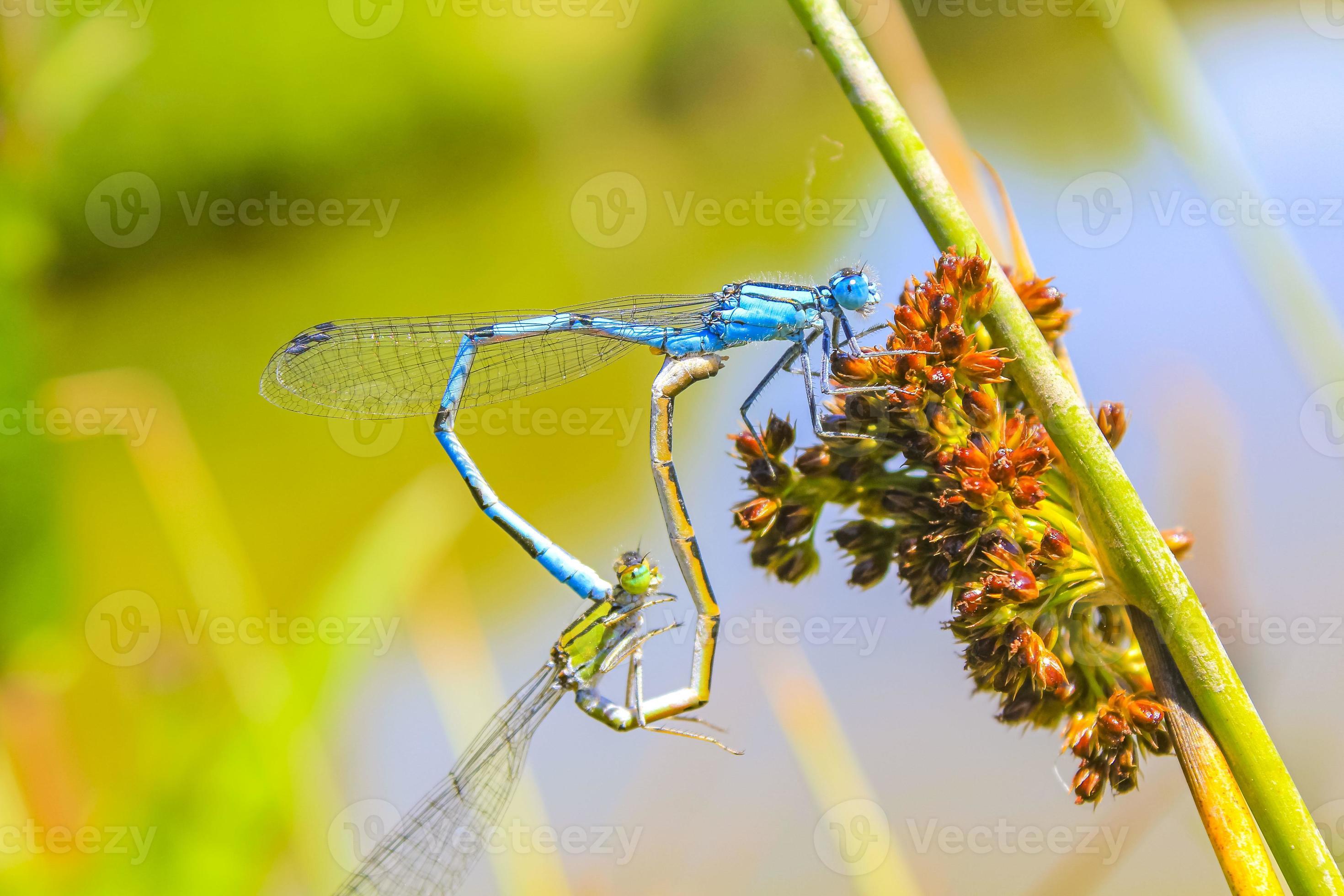 Blue dragonfly dragonflies form heart on lake shore in Germany