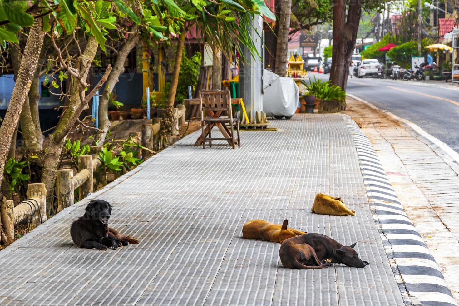 perros callejeros yacen durmiendo en la calle en phuket, tailandia. foto